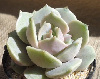 Echeveria Lola Succulents