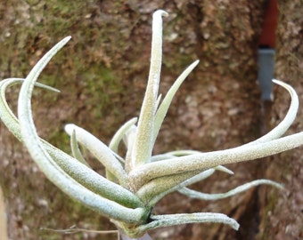 Tillandsia Glabrior Air Plants