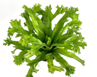 Japanese Bird's Nest Fern Asplenium Antiquum Crissie