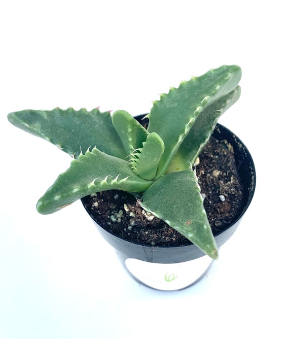 small ceramic flower pot Small Planter 'LOUIS' Gloss main image 1
