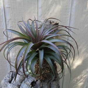 Tillandsia Abdita Red Form Air Plants