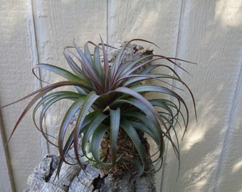 Tillandsia Abdita Red Form Air Plants