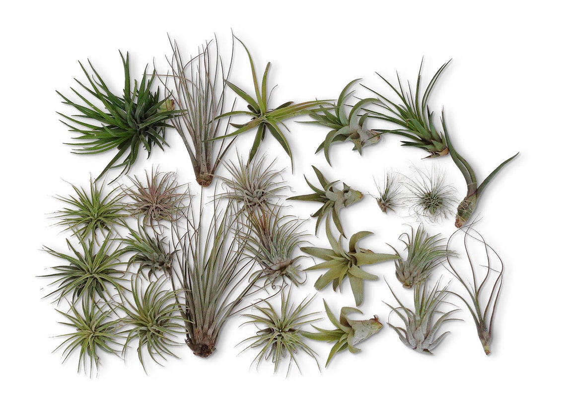 CTS Air Plants 24 Pack Tillandsia Assortment Air Plants As