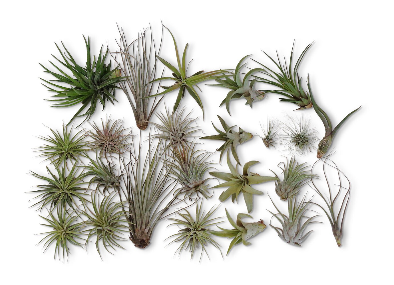 CTS Air Plants 24 Pack Tillandsia Assortment Air Plants as is Etsy