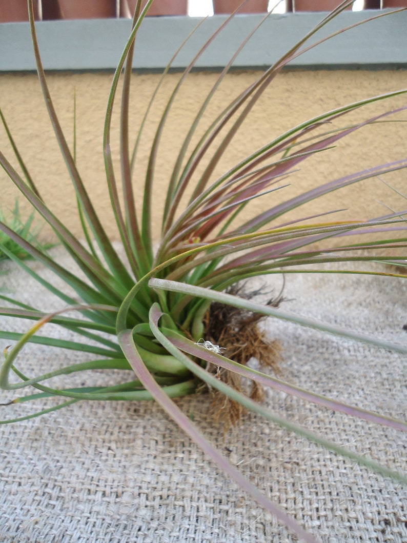 Tillandsia Tricolor Melanocrater Air plants image 8