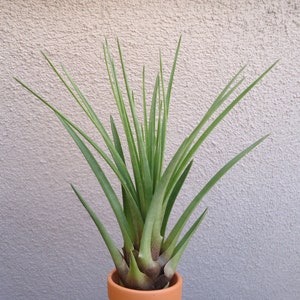 Tillandsia Tricolor Melanocrater Air plants image 6