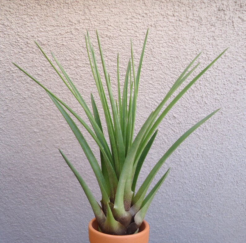 Tillandsia Tricolor Melanocrater Air plants image 6