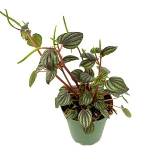 May include: A Peperomia plant in a green pot. The plant has dark green and burgundy striped leaves and red stems. The plant is in a small, round, green plastic pot. The background is white.