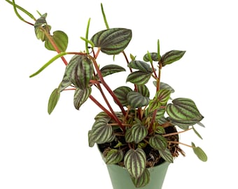 Peperomia Piccolo Banda Live Potted House Plants