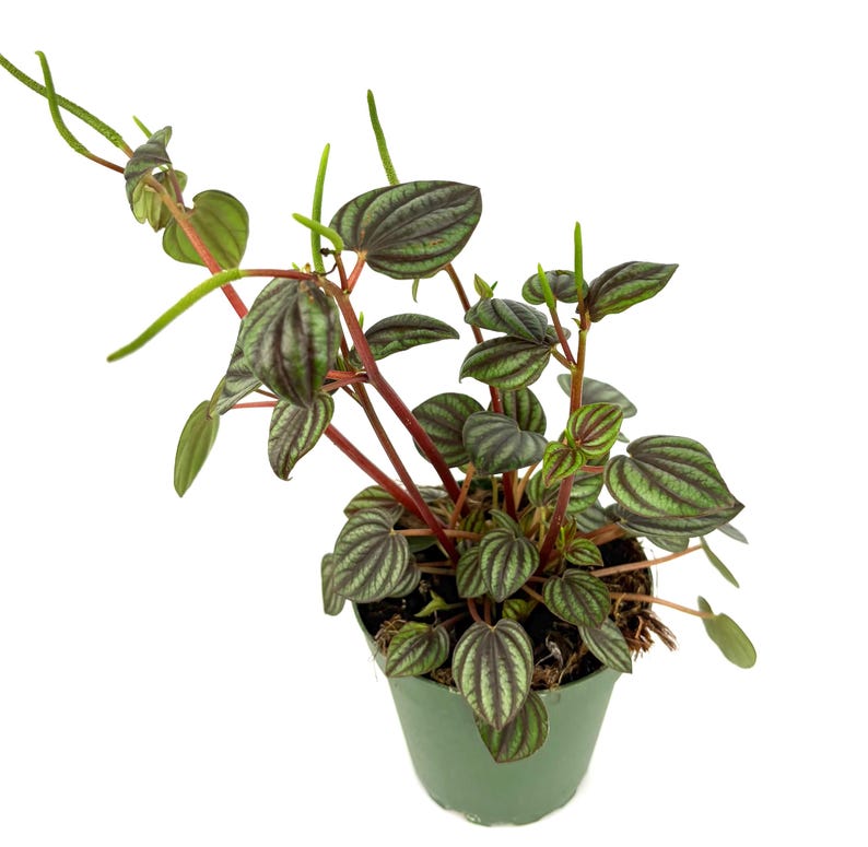 May include: A Peperomia plant in a green pot. The plant has dark green and burgundy striped leaves and red stems. The plant is in a small, round, green plastic pot. The background is white.