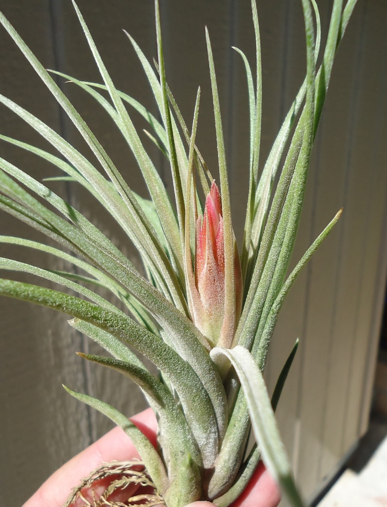 Tillandsia Fasciculata x Ionantha Air Plants image 1