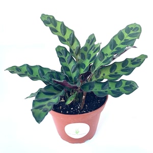 Rattlesnake Houseplants Calathea Lancifolia