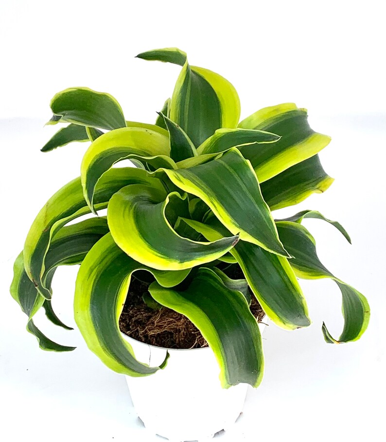 CTS Air Plants Dracaena Tornado - Thumbnail 4