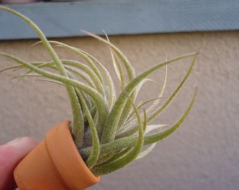 Tillandsia Sucrei Air Plants