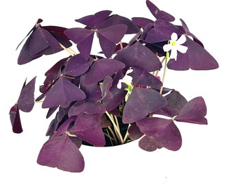 Purple Shamrock Oxalis Triangularis Good Luck Houseplant, 4” Pot