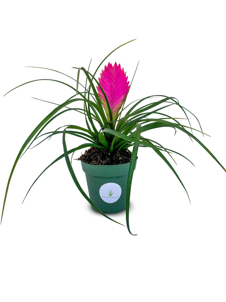 Large Tillandsia Cyanea Pink Quill Air Plants House Plants in 4 Pot image 1