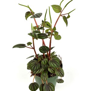 May include: A Peperomia plant in a green pot, featuring dark green, textured leaves and red stems. The plant displays a variety of leaf shapes, including round and oval. This houseplant is set against a white background, showcasing its vibrant foliage.
