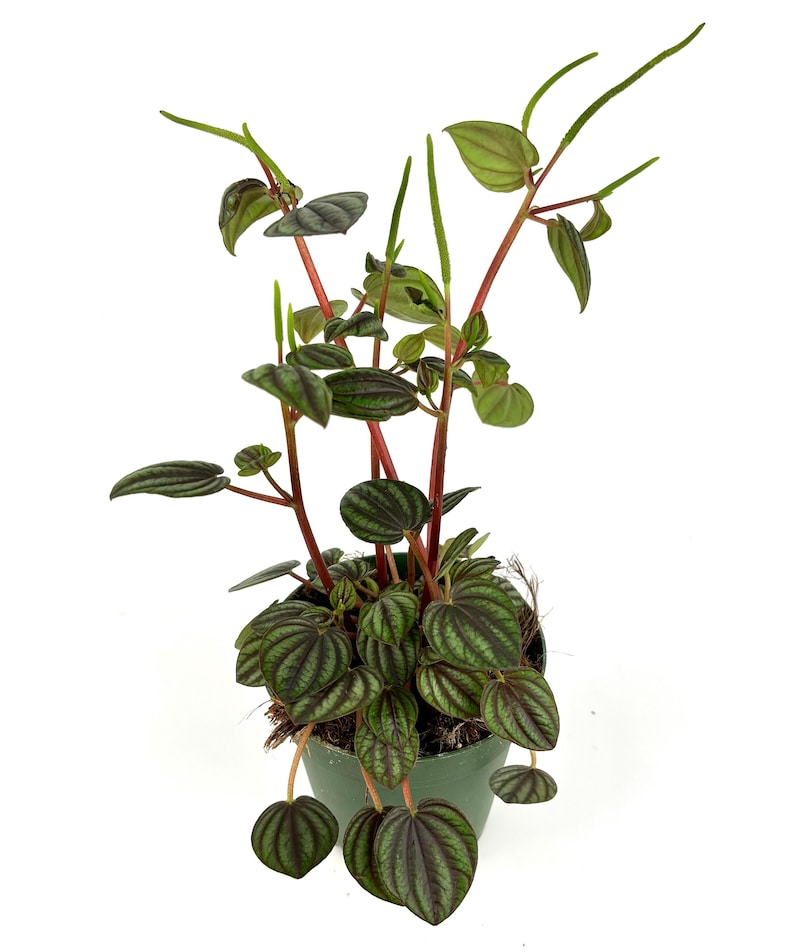 May include: A Peperomia plant in a green pot, featuring dark green, textured leaves and red stems. The plant displays a variety of leaf shapes, including round and oval. This houseplant is set against a white background, showcasing its vibrant foliage.