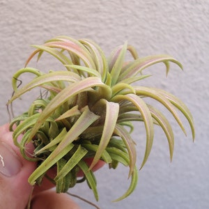 Ionantha Ron Air Plants