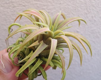 Ionantha Ron Air Plants