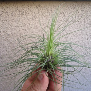 Tillandsia Filifolia image 2