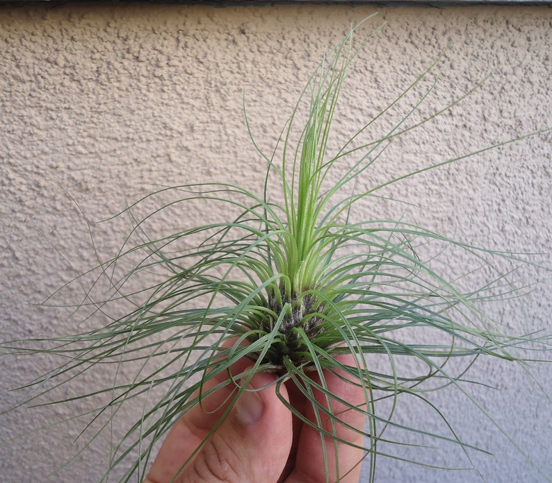 Tillandsia Filifolia image 2