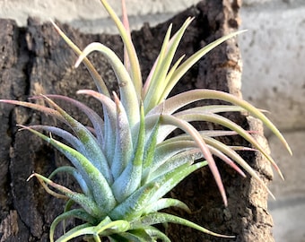 Tillandsia Ionantha Hedgehog Rare Air Plants