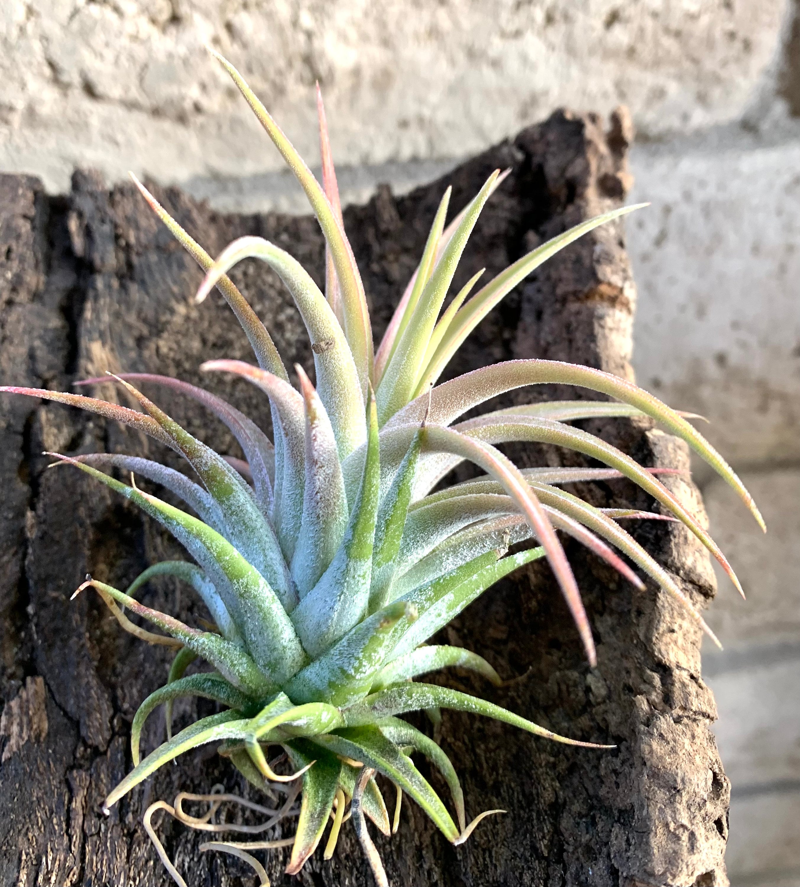 Tillandsia ionantha Hedgehog チランジア Tillandsia Ionantha Hedgehog Rare Air Plants - Etsy