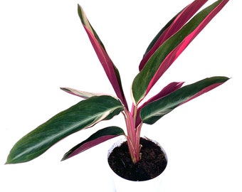 May include: A potted Calathea plant with vibrant foliage. The leaves are a striking combination of deep green, pink, and white, creating a visually appealing contrast. The plant is in a white pot, set against a clean white background, highlighting its colorful leaves.
