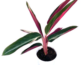 Stromanthe Sanguinea Triostar Live Potted Houseplant Air Purifying