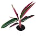 see more listings in the House Plants section