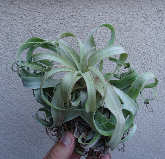 ブロメリア・エアープランツ Tillandsia Succulent Form ブロメリア・エアープランツ Tillandsia 'Succulent Form' x Nizanda