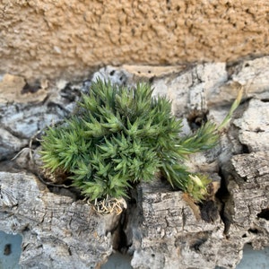 Tillandsia Pedicellata Ball/Clump Specimen Air Plants