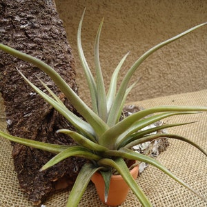 Tillandsia Xiphioides Air Plants image 3