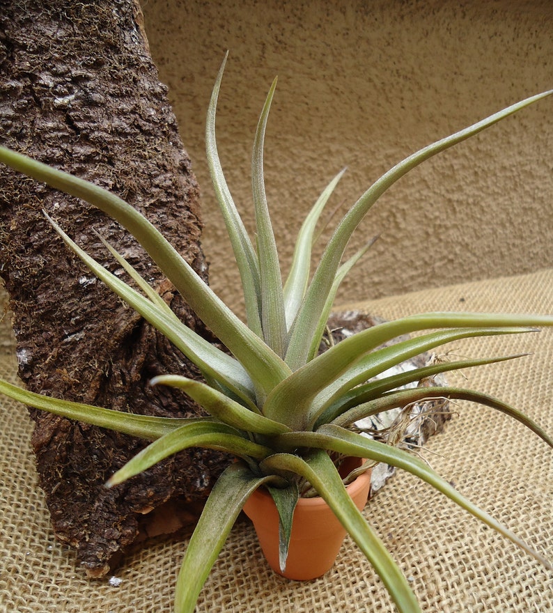 Tillandsia Xiphioides Air Plants image 3