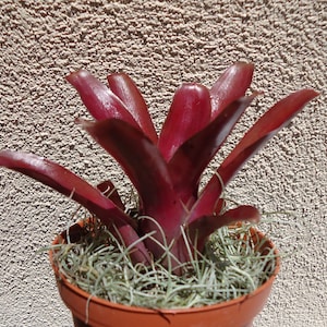 May include: A red bromeliad plant in a brown pot with a light gray moss ground cover.