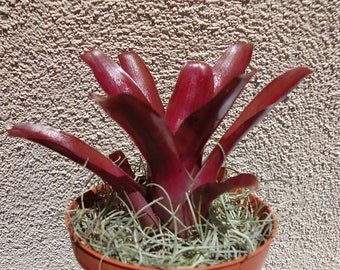 Neoregelia Fireball Bromeliad House Plants FREE SHIPPING