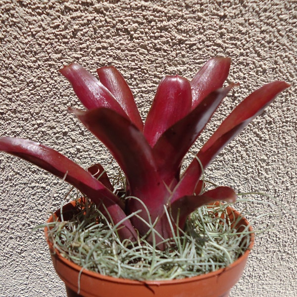 Neoregelia Fireball Bromeliad House Plants