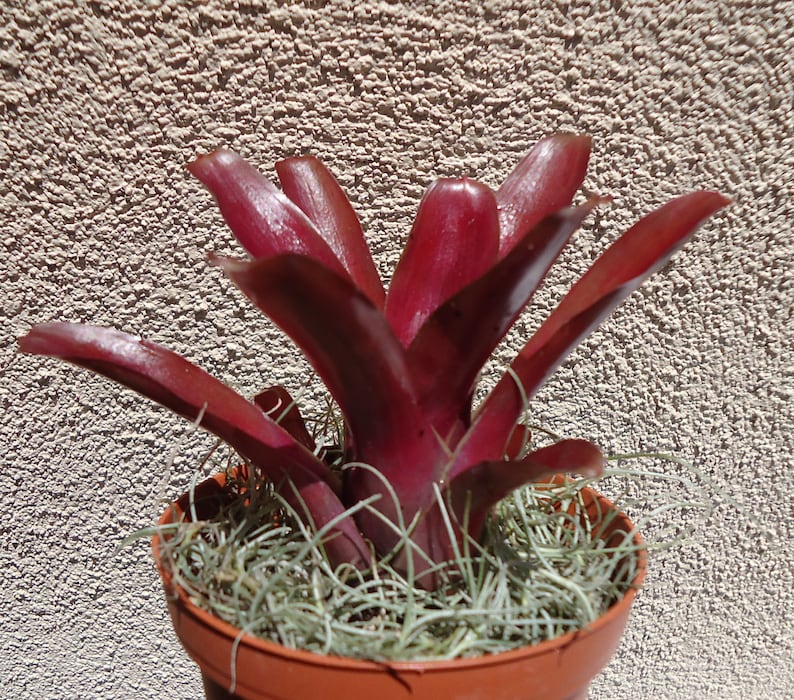 May include: A red bromeliad plant in a brown pot with a light gray moss ground cover.