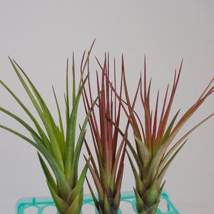 Tillandsia Tricolor Melanocrater Air plants image 2