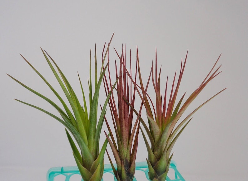 Tillandsia Tricolor Melanocrater Air plants image 2