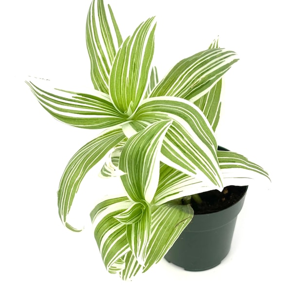 Tradescantia Pistachio White Easy Care Houseplants
