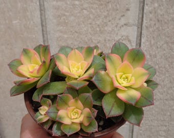 Aeonium Kiwi Aeonium Suculentas Hawothii Variegata
