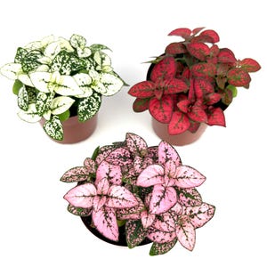 May include: Three potted polka dot plants. One plant has white leaves with green spots, another has red leaves with green spots, and the third has pink leaves with dark green spots. The plants are in brown pots.