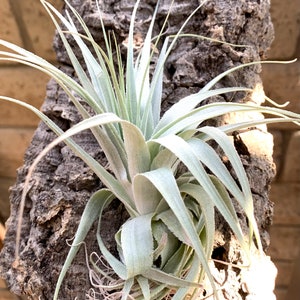 Tillandsia Gardneri v Rio Dueda Rare Air Plants image 2