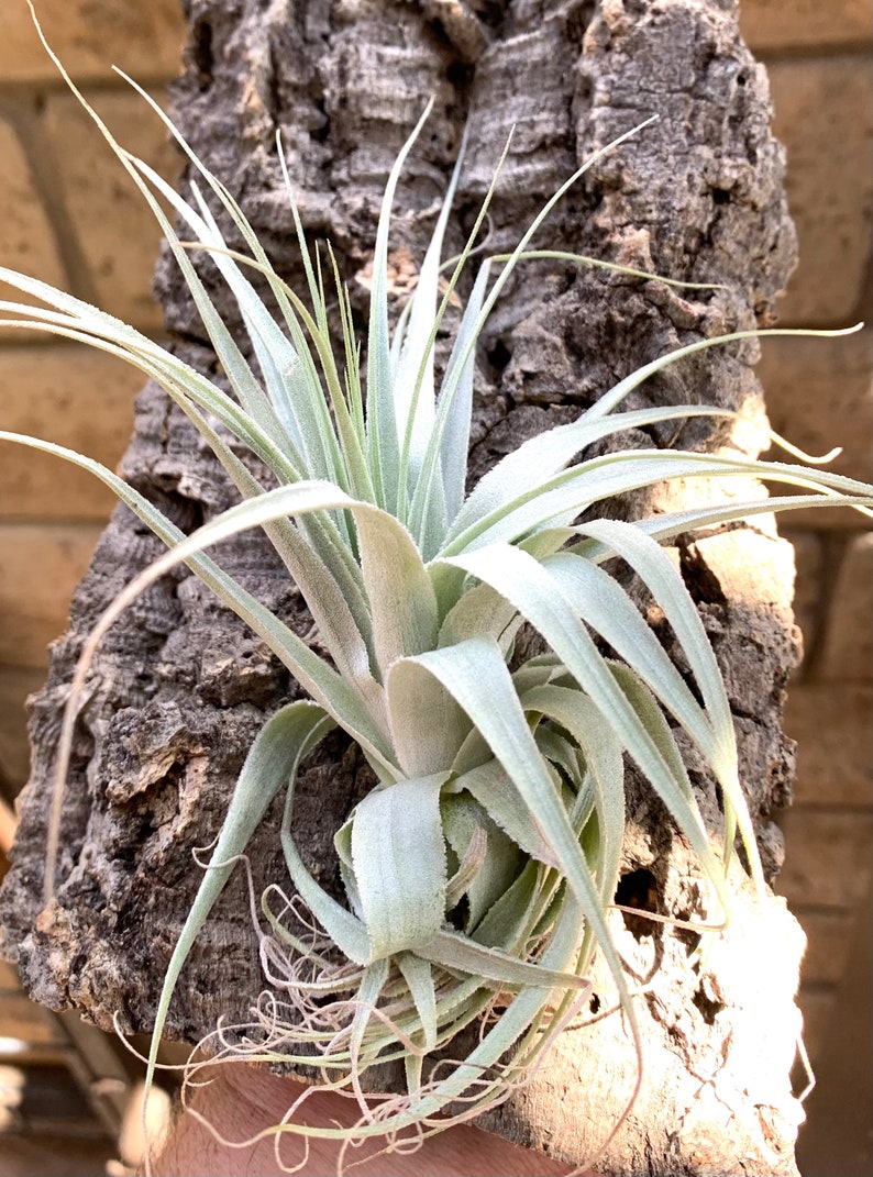 Tillandsia Gardneri v Rio Dueda Rare Air Plants image 2