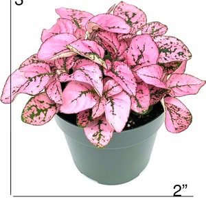 May include: A pink and green houseplant with speckled leaves in a 2 inch diameter gray pot. The plant is 3 inches tall.