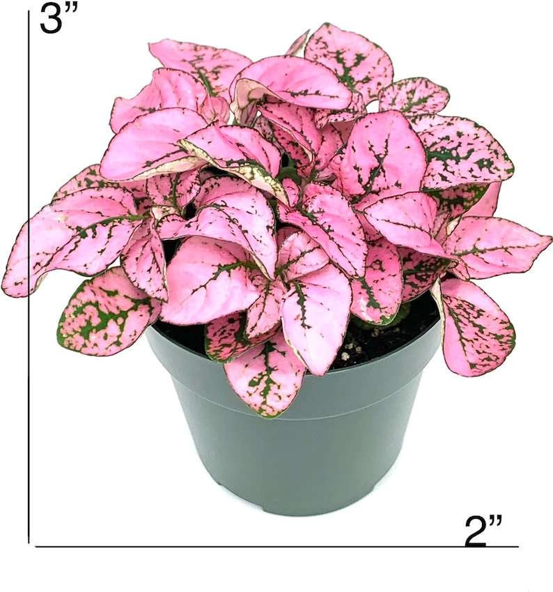 May include: A pink and green houseplant with speckled leaves in a 2 inch diameter gray pot. The plant is 3 inches tall.
