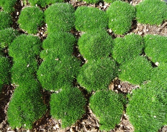 Live Irish Moss Great for Terrariums and Orbs.