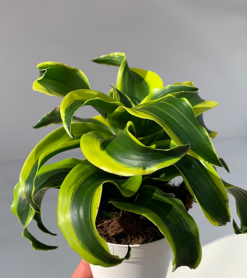 CTS Air Plants Dracaena Tornado